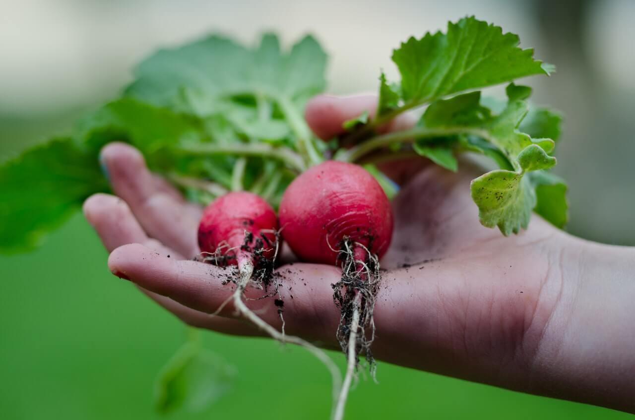 how to grow and pick radishes in garden