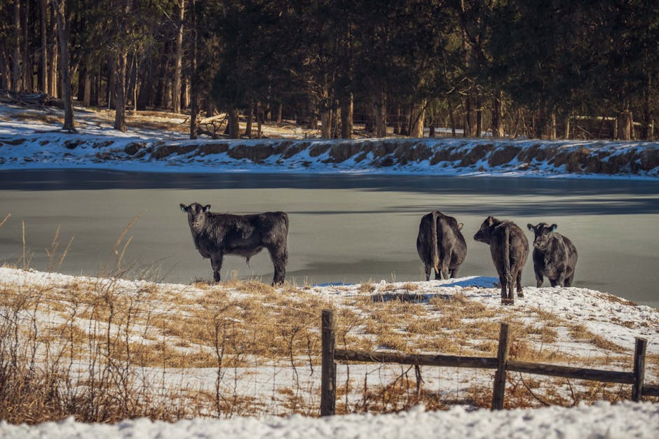 Cattle standing by a frozen pond in winter - exactly the problem solar stock tank heaters solve