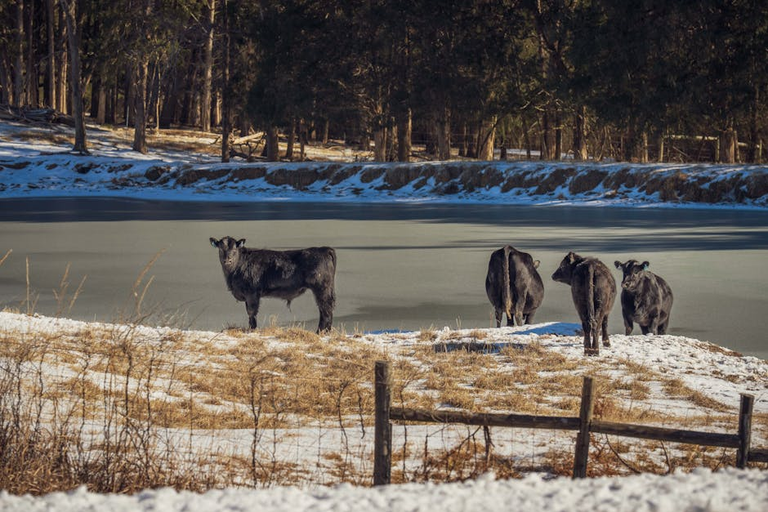 Cattle standing by a frozen pond in winter - exactly the problem solar stock tank heaters solve