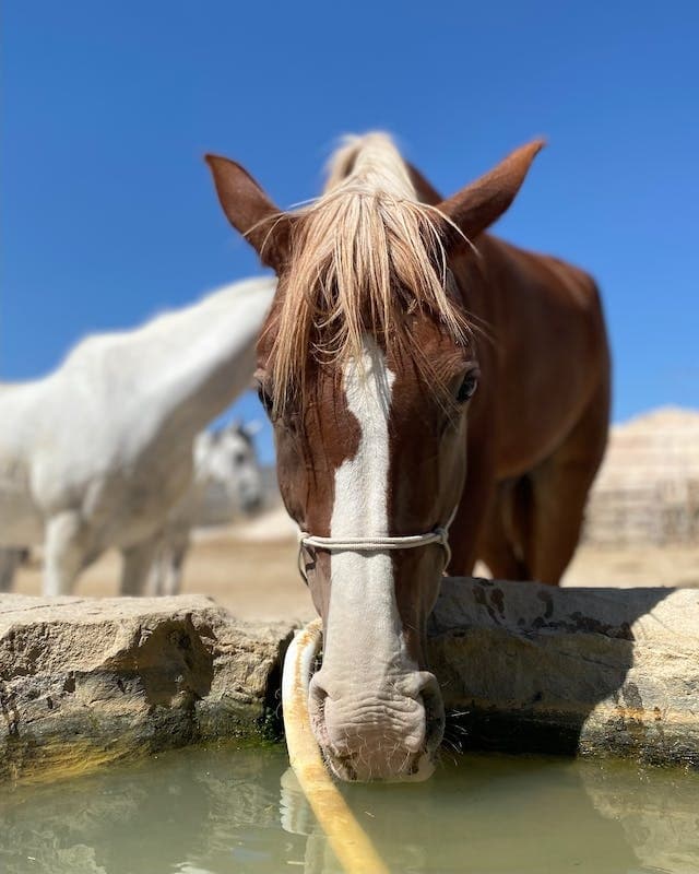 Solar Tank Heater for Horses