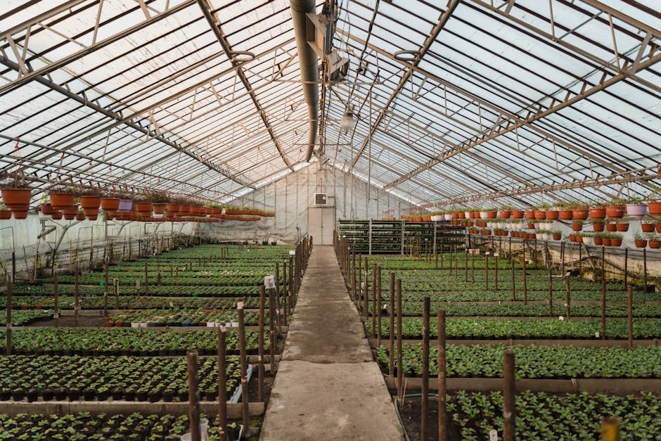 Interior of a greenhouse with plants growing through winter — cheap heating methods make year-round growing possible